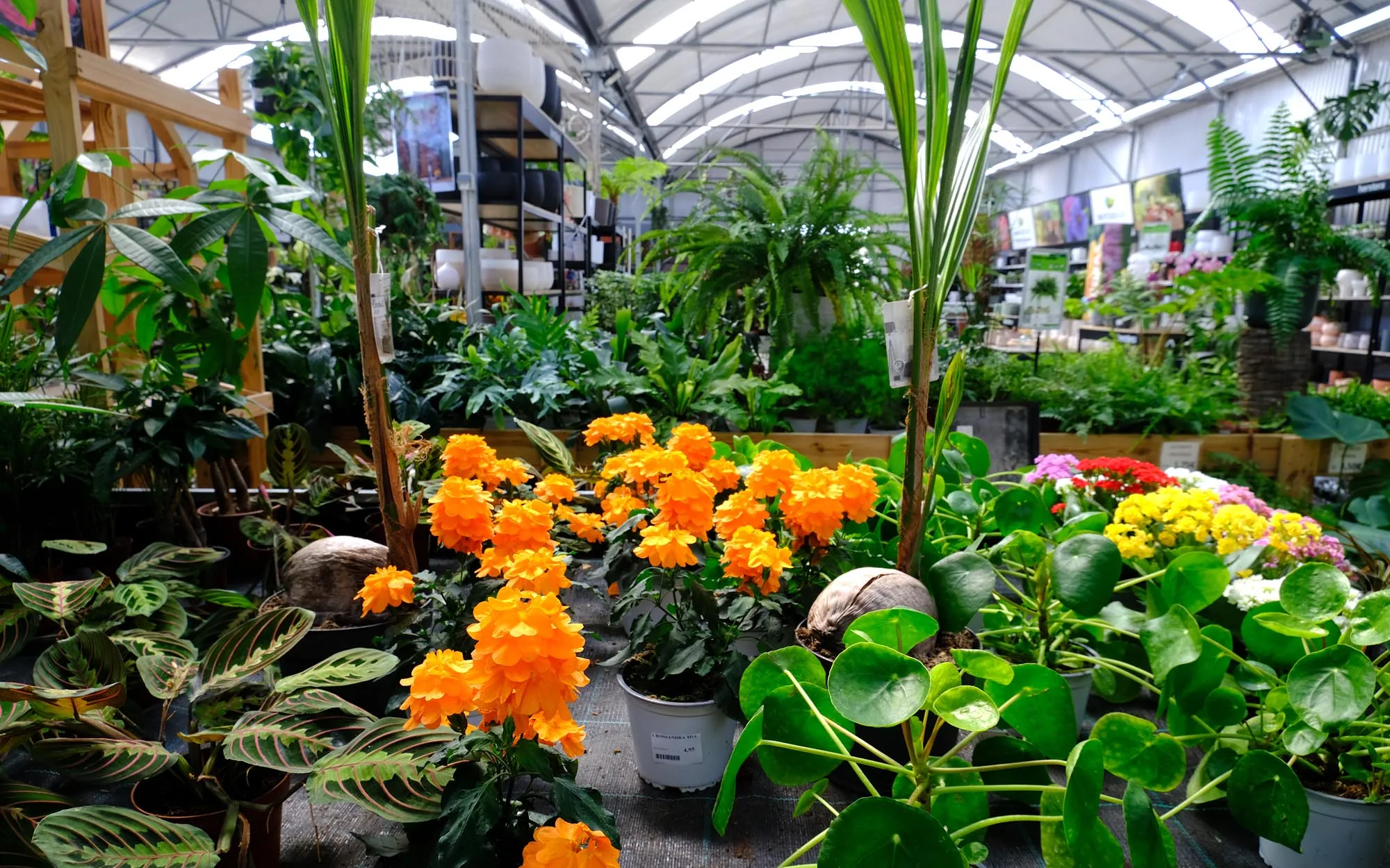 Naturae: Centro de Jardinería y Exteriorismo, jardinería y paisajismo en Gandia