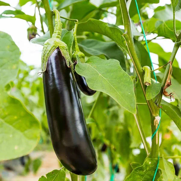 plantas agosto berenjena 1