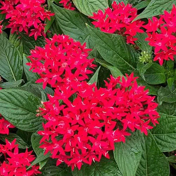 plantas agosto pentas 1