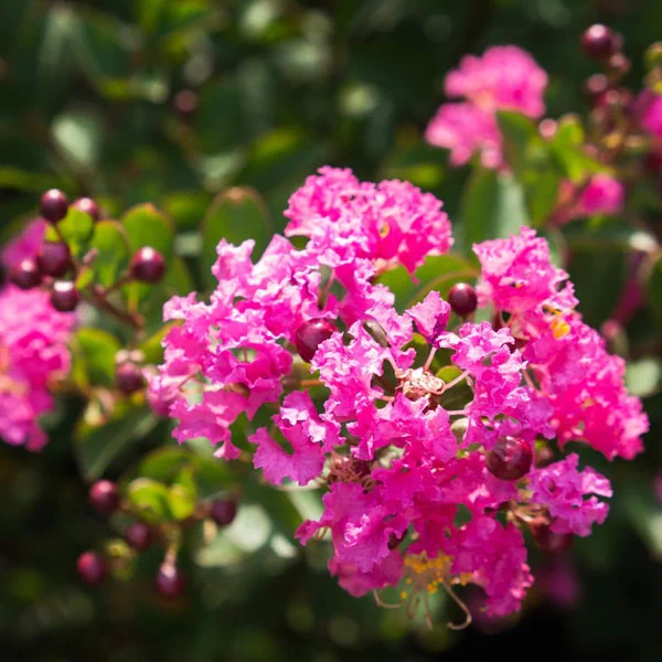 plantas julio arbol de jupiter 1