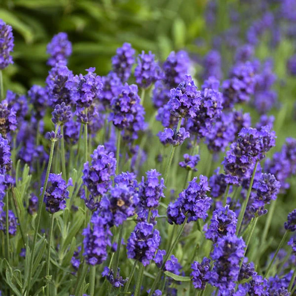 plantas julio lavanda 1