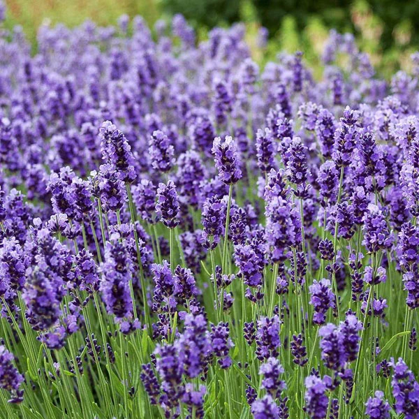 plantas julio lavanda 2