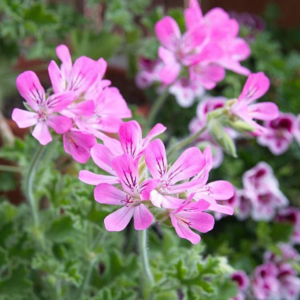 plantas junio geranium 1