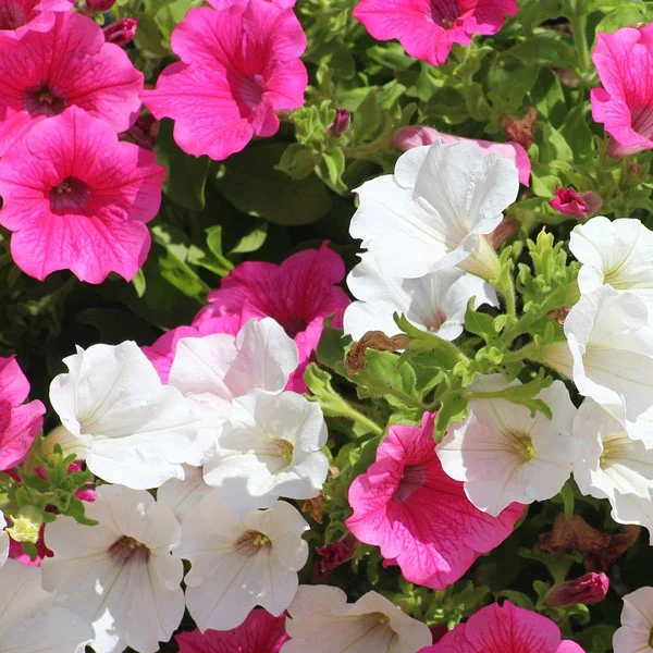 plantas junio petunia 1