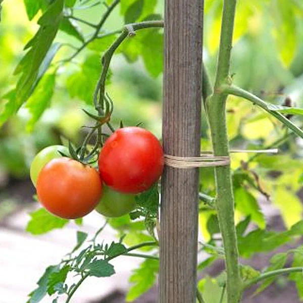 tareas junio tutores tomates 1
