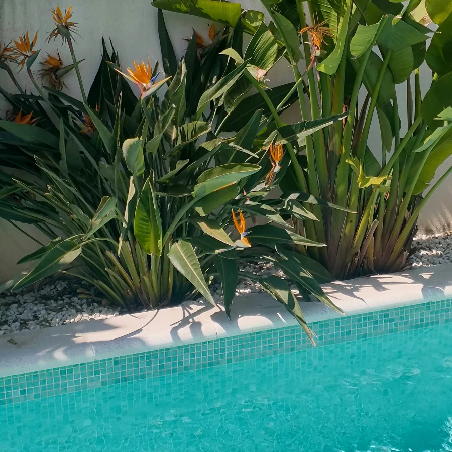 3815 plantas piscina 2