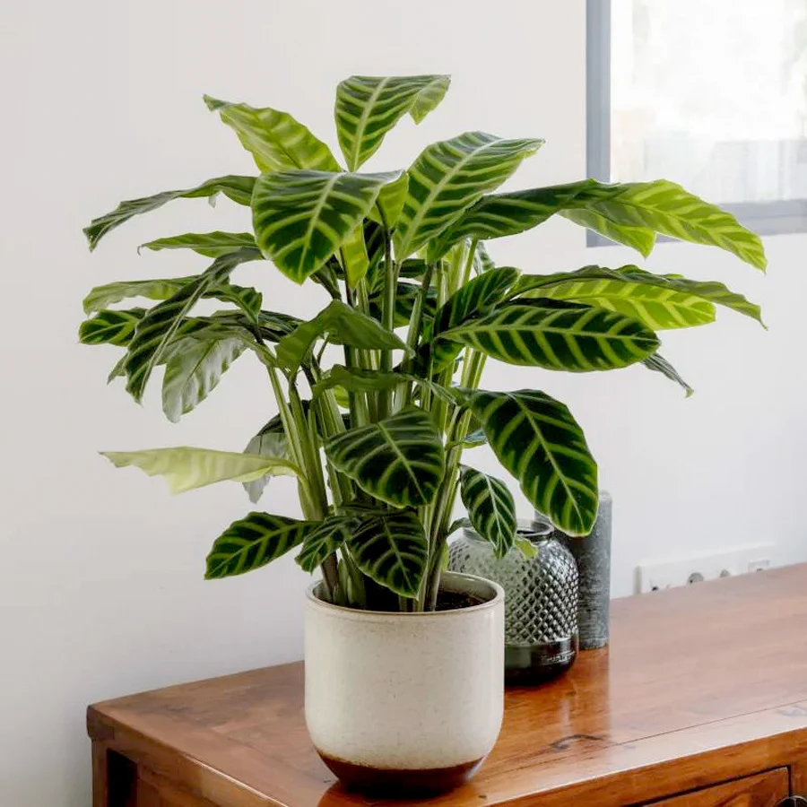 4612 calathea