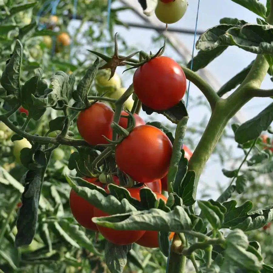 4613 tomates 1