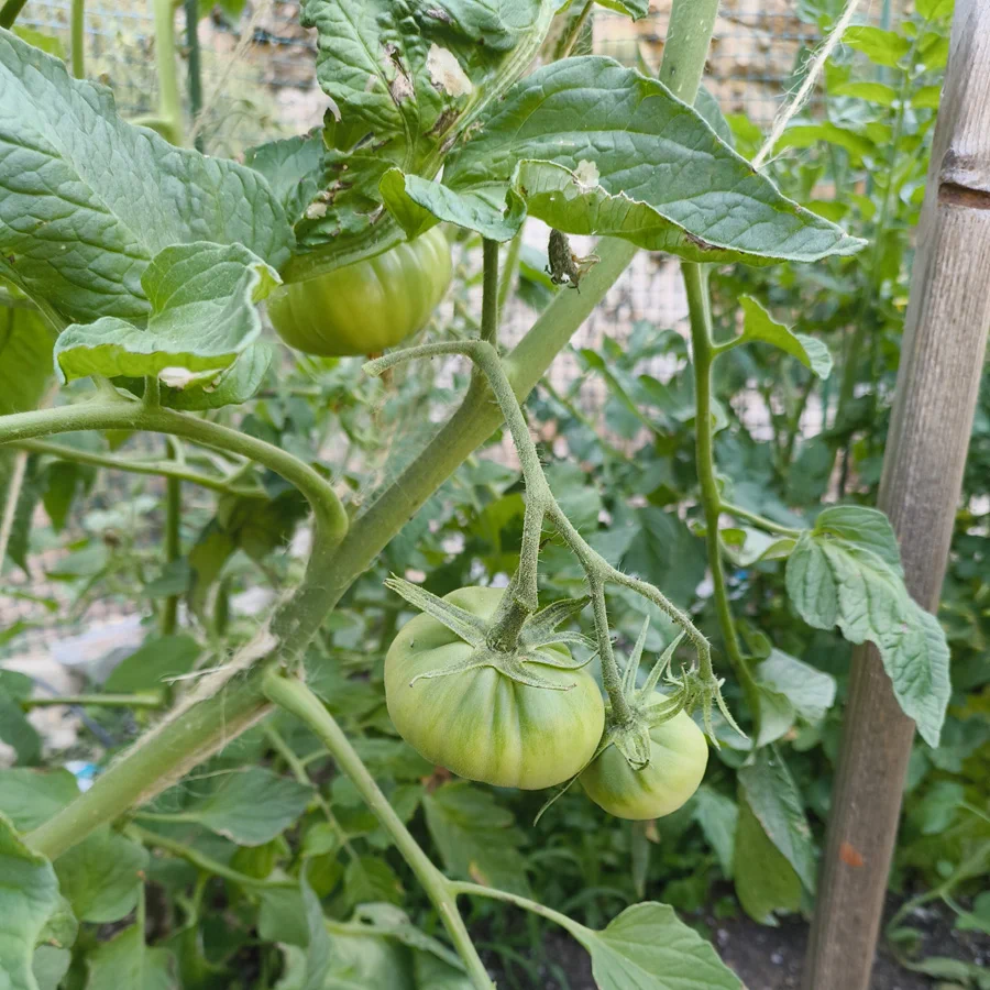 4613 tomates 2