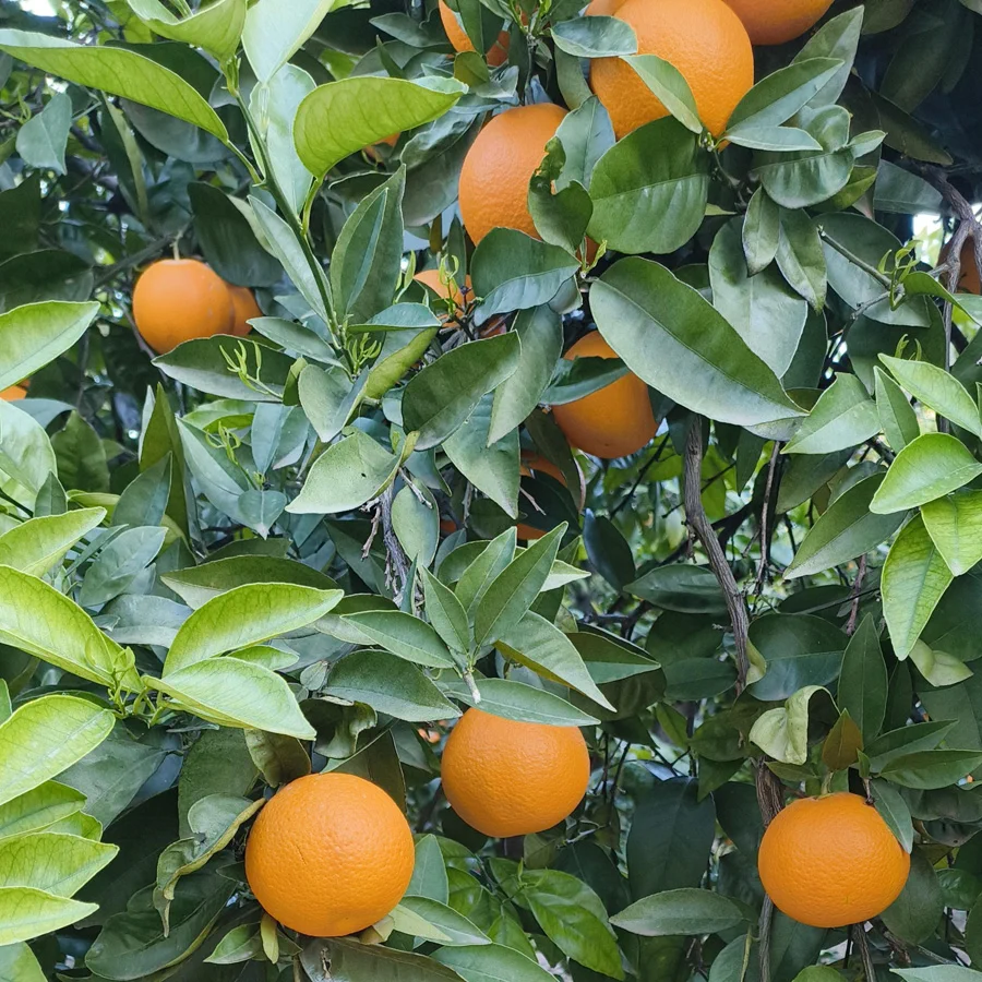 4616 naranjos