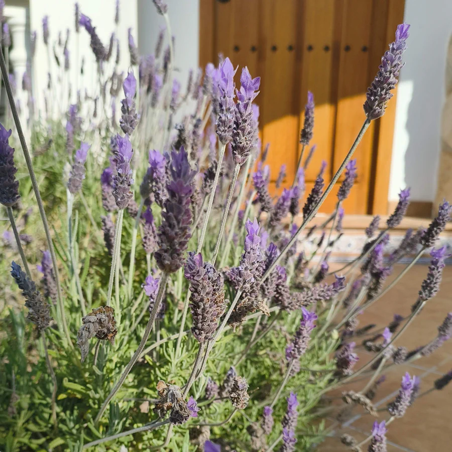 4619 lavendula 1