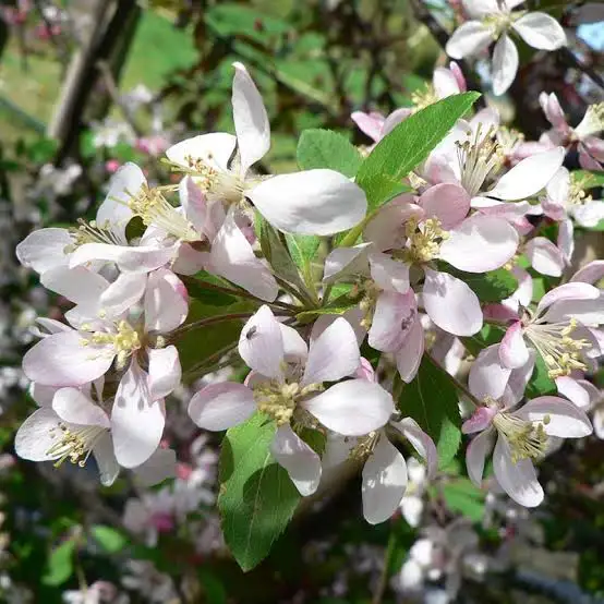 plantas octubre manzano silvestre japones 1