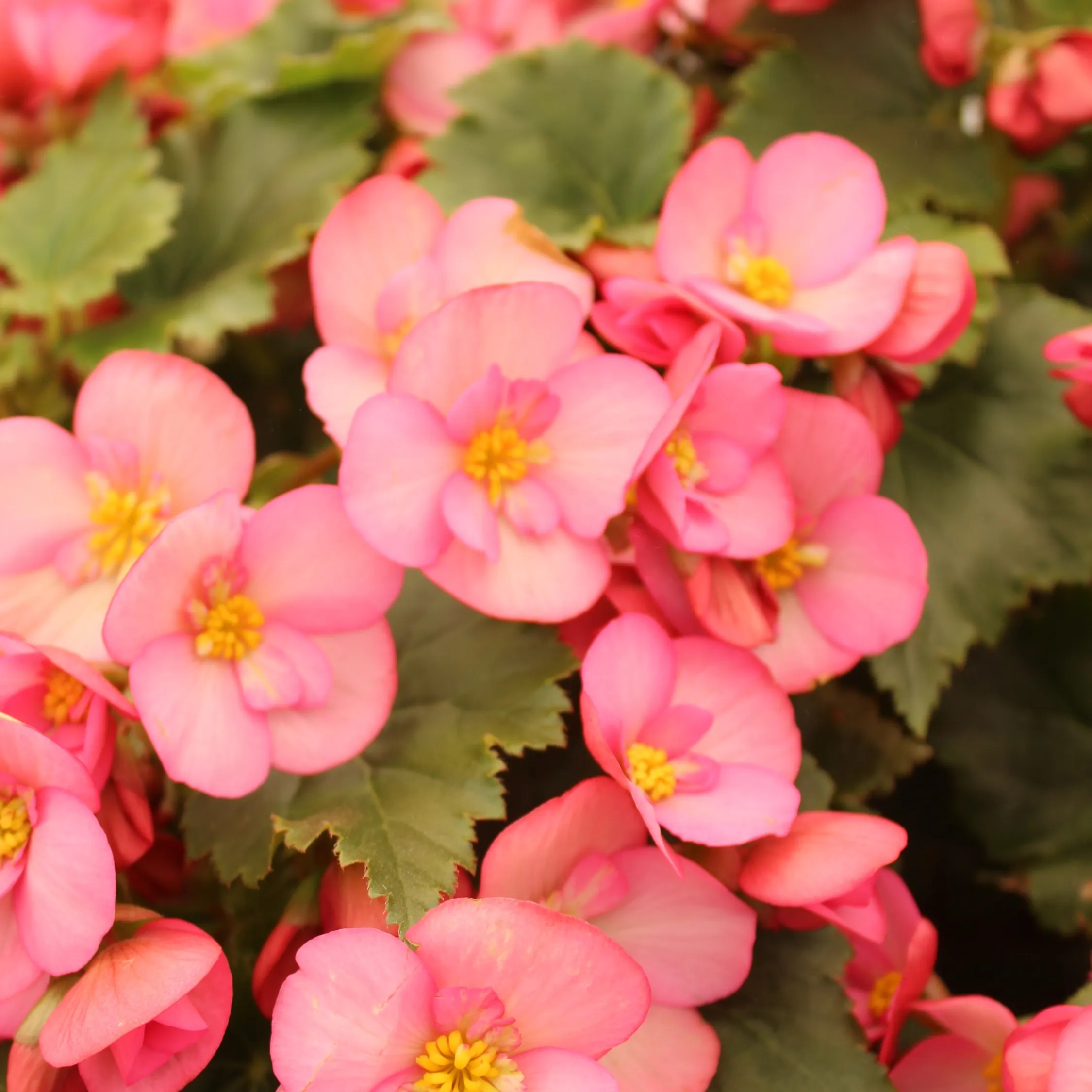 plantas septiembre bigonia 1